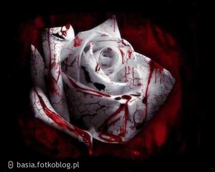 Róża..