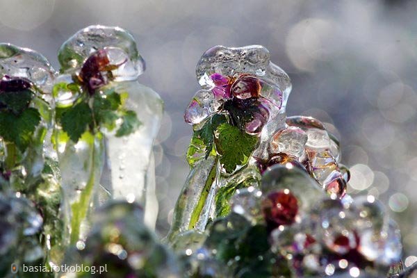 Lód na roślinach...