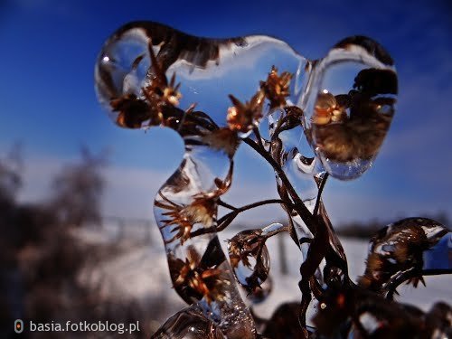 roślinki w lodzie