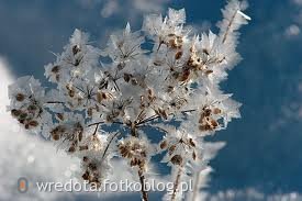 zimowe kwiatki