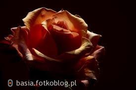 Ta piękna róża kwitła w miłości, z naszych łez szczęścia,naszej młodości. Niech płatki róży zaniesie wiatr. Gdzie była miłość rozkwitał kwiat