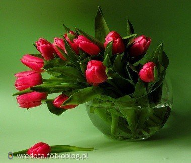 wiosenne kwiatki dla Ciebie....