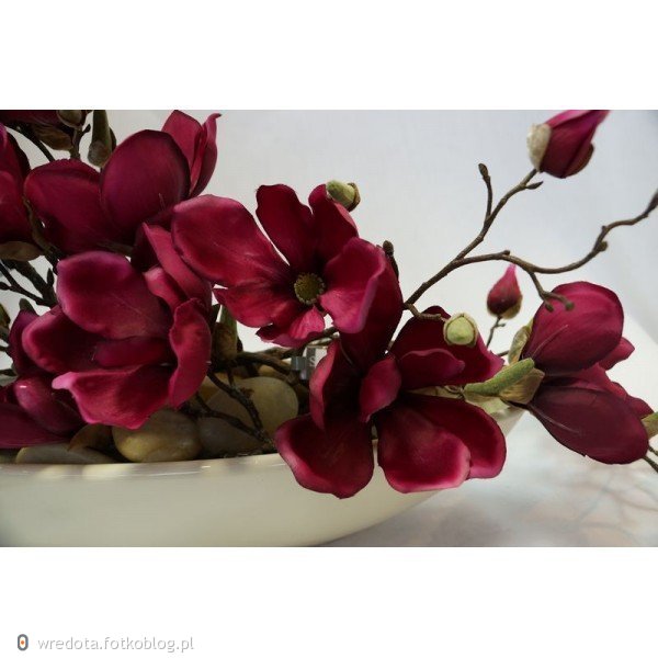 to dla Ciebie mój kwiatuszku --piękna magnolia