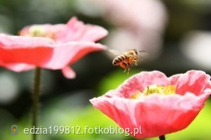 pszczółka : 3