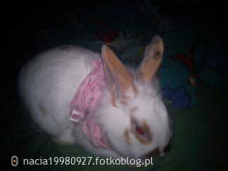Mój kochany króliczek :)