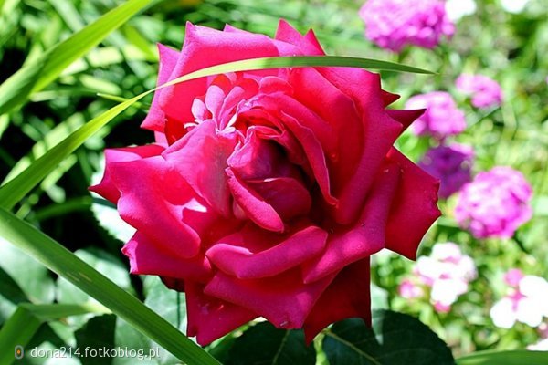 Róża z naszego ogrodu