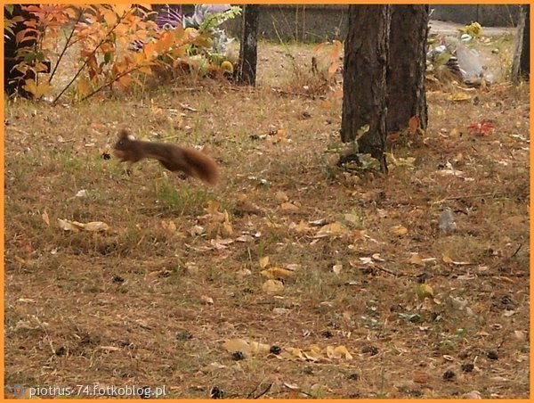 Flying Squirrel ve vzduchu-Latająca Basia wiewióreczka w powietrzu 