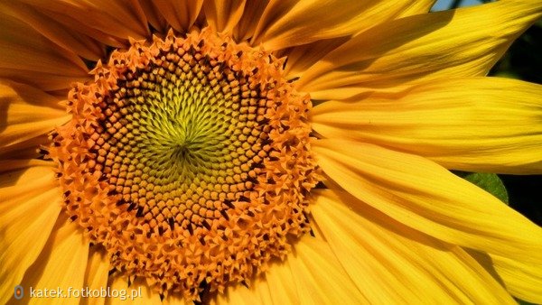 3. Sunflower.