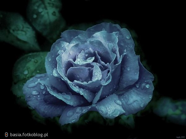 Niebieska róża...