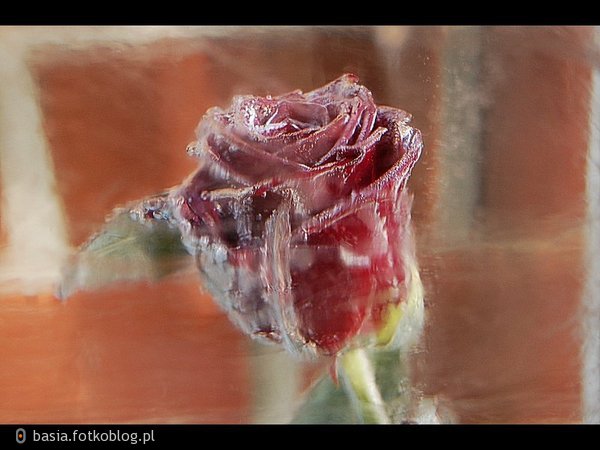 róża zakuta w lodzie