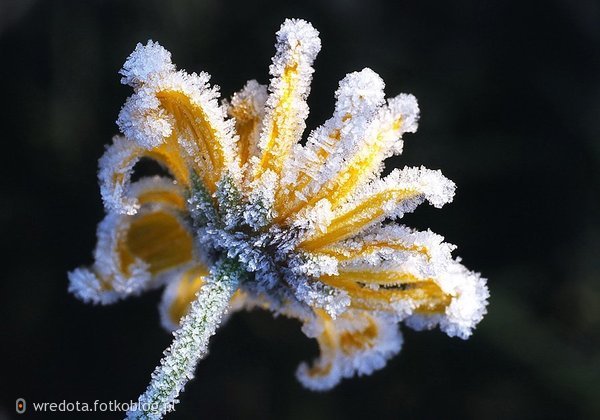 śniegowy kwiatuszek