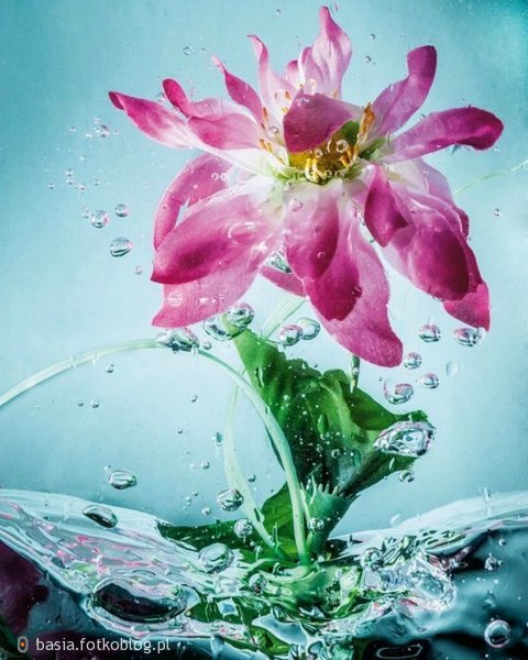 kwiat w wodzie...
