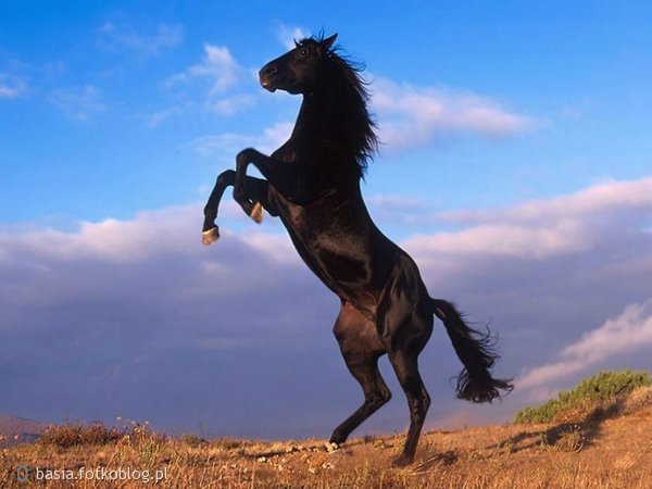 piękny koń...