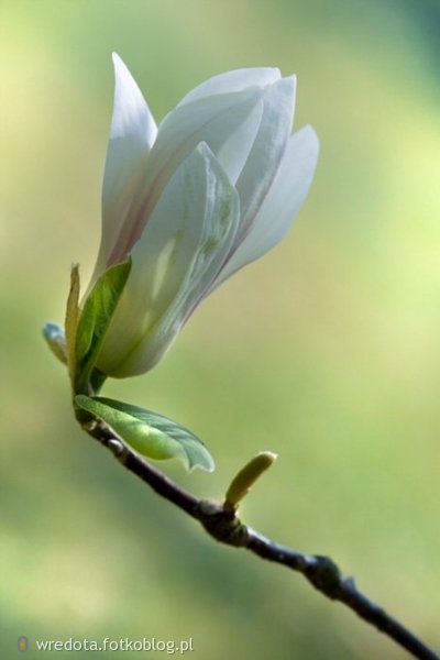 a magnolia zakwitnie pieknymi kwiatami