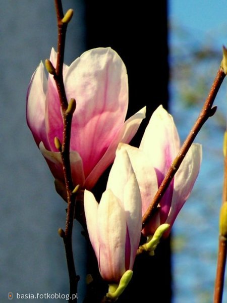 magnoliowo