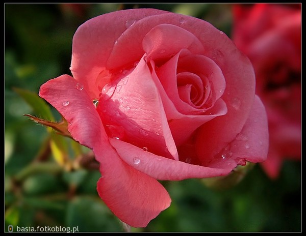 życie jest jak róża...dotykiem nas kłuje...zapachem odurza...a pięknem fascynuje