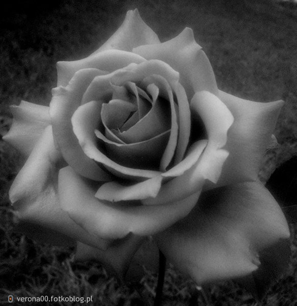 ... pa­miętaj, dro­ga usłana różami, pod piękny­mi kwiata­mi, kry­je kolce... 