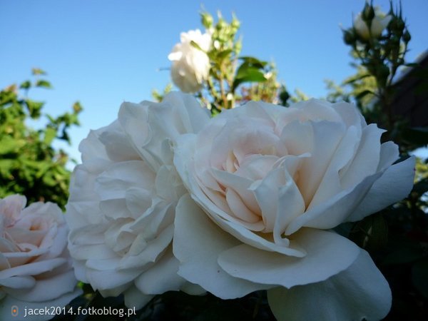 piękne róże dla najpiękniejszego fotobloga na tym portalu