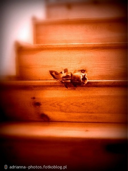 różyczka na schodach ;)
