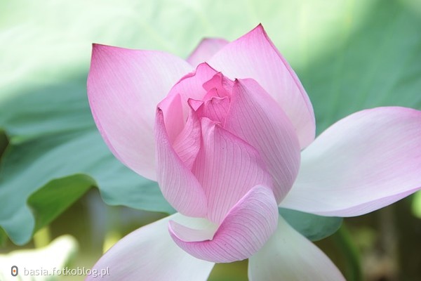 kwiat-Lotus
