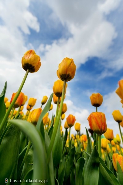 w polu tulipanów...