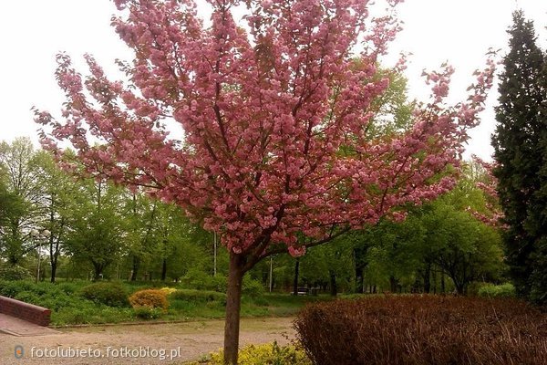Jak to drzewo na wiosne... rozkwita moje serce gdy widzę Ciebie....