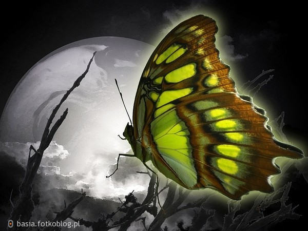 Nieśmiałość…cichy trze­pot mo­tylich skrzy­deł między prag­nieniem a dotykiem… 