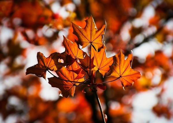 pa­mięć jest jak liść je­sien­ny, co zasze­leści przez chwilę na wiet­rze i zno­wu uśnie. ..