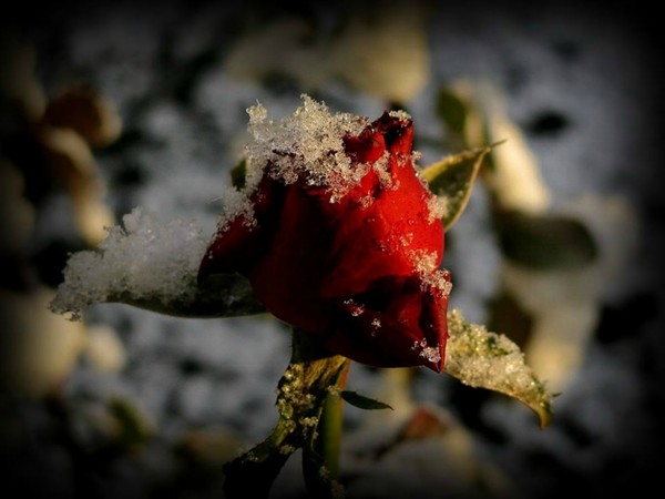 ... pa­miętaj, dro­ga usłana różami, pod piękny­mi kwiata­mi, kry­je kolce... 