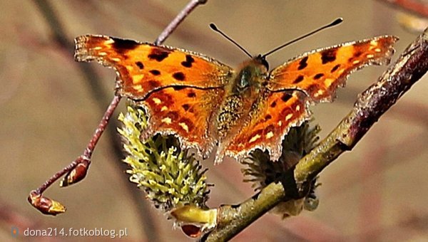 Marcowy motylek z Lubelszczyzny;) .... pozdrawiamy