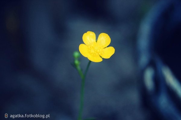 kwiat ?. 