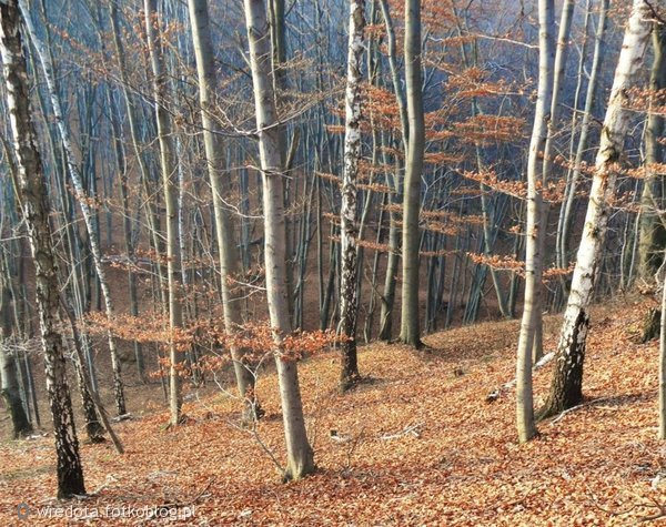jesienna cisza leśna