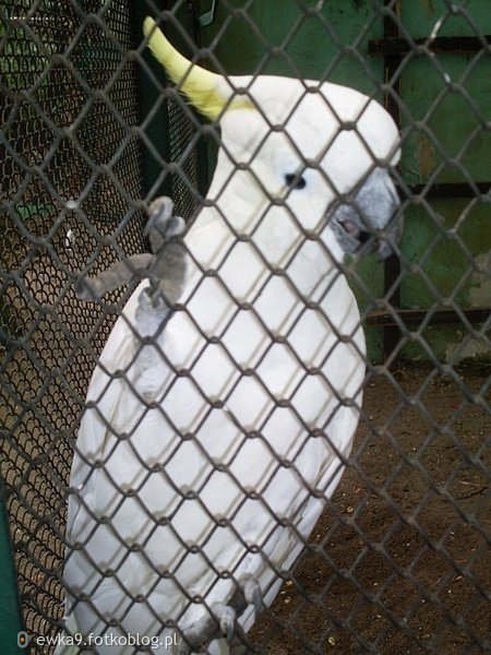 kakadu żółtoczuba ;*