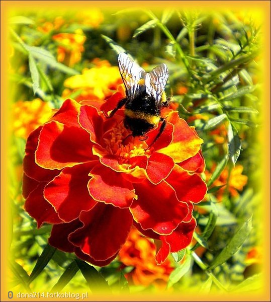 Pszczółka na aksamitce;) i ''Marzenia się spełniają'' dla Ciebie.