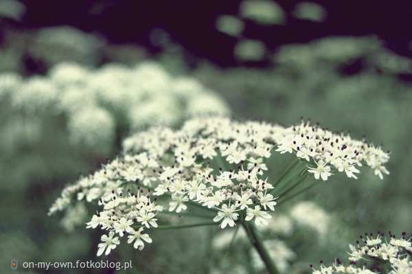 flowers :]