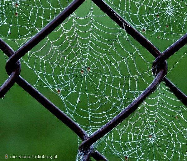 Chain Link Web