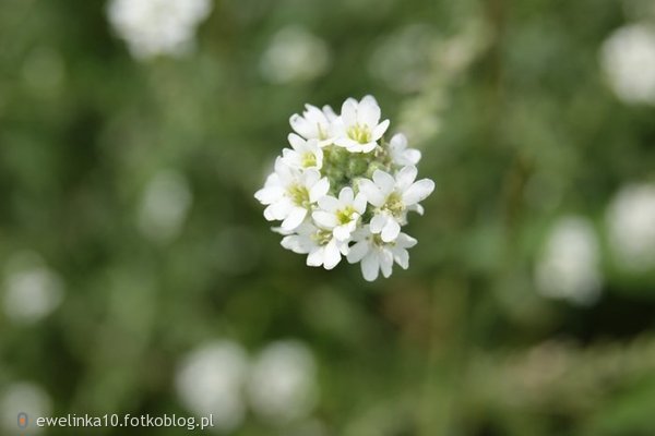 Kwiatuszek.xd