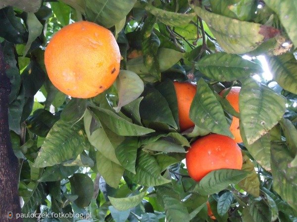Portugalskie pomarańczee. ; *