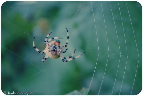 pająk i jego dorobek : )