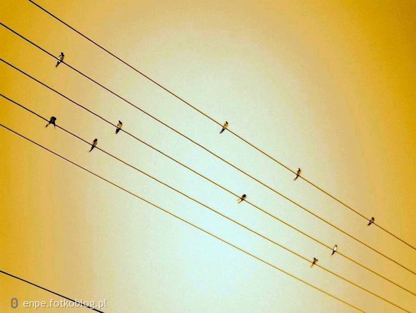 Pięciolinia - podstawowy element pisma nutowego dla zapisu dźwięków we współczesnej notacji muzycznej. Składa się z pięciu poziomych, równoległych linii...