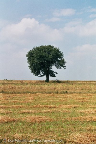 Samotne drzewo na miedzy 