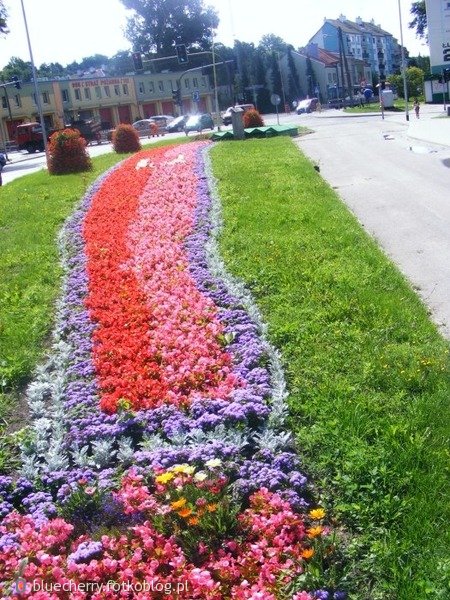 Kwiaty miasta
