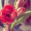 Tulipany  :: moye kwiatuszki z dnia kobiet ^^ &nbsp; mmm a tak na prawdę to moje mi zabrali i dali jakiejś  