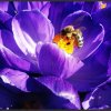 Pszczółka ;D  :: Na dobry początek (mam nadzieję, że dobry) przedstawiam pszcz&oacute;łkę :]] 