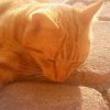 Ryży  :: M&oacute;j kot Ryży, ma 6 lat (chyba) i jest moim najstarszym kotem. Na tym zdjęciu pr&oacut 