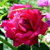 Róża z naszego ogrodu  ::  