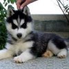 mój pies rasy husky ma 4 miesiące a na imię ma reksio  ::  