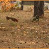 Flying Squirrel ve vzduchu-Latająca Basia wiewióreczka w powietrzu   :: Latająca Basia  cykałem zdjecia jak popadnie mysle potem się wykasuje z cyfrowki Po cesku Drewni 