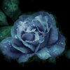 Niebieska róża...  ::  