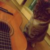 :).  :: Czasami mam wrażenie , że m&oacute;j kot też chce grać na gitarze :). 